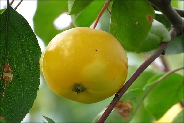 pomme ambre