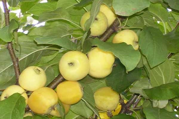 vaisių kokybė