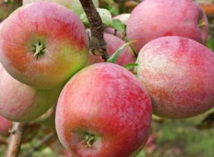 Beschrijving van de variëteit aan appelbomen Genève, wanneer te planten en te kweken