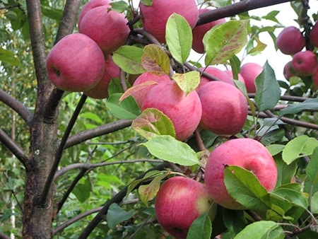 moget äppelträd