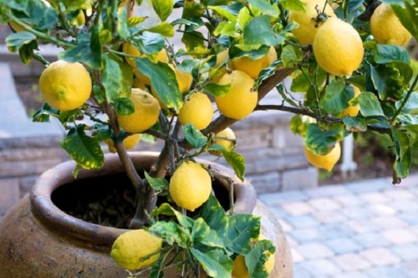 domáci citrón