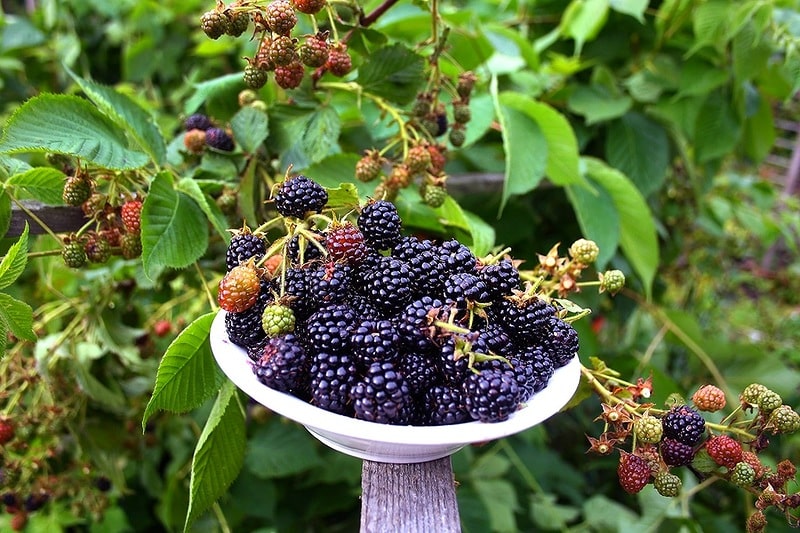 Blackberry Thornless Evergreen