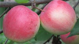 Опис и карактеристике сорте Строиевское јабука, гајење и нега