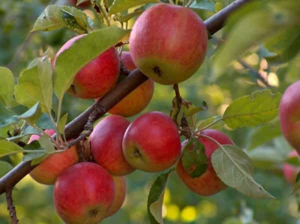 piantare un melo in periferia