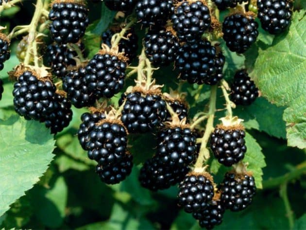 blackberry zwart satijn