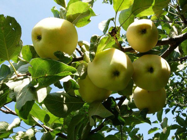 Semi-dwarf apple tree