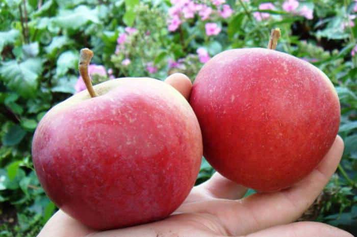 äppelträdets skönhet i Sverdlovsk