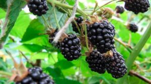Mô tả và các giống cây dâu đen Thornfree, trồng trọt và chăm sóc, hình thành bụi