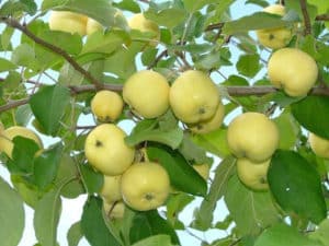 Descripción y características de la variedad de manzana Ural Nalivnoe, resistencia a las heladas y características de cultivo.