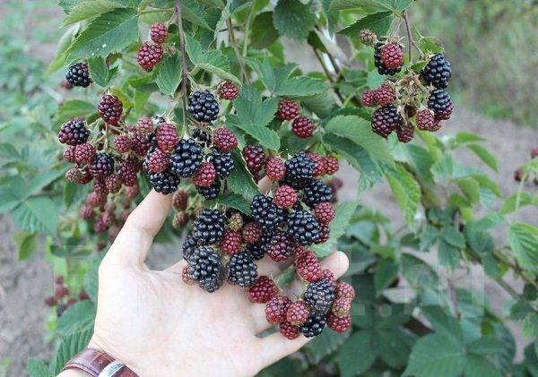 blackberry black satin