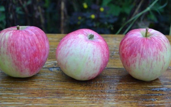 äppelträd Bashkir skönhet