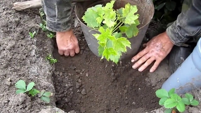 Beskrivning och egenskaper, fördelar och nackdelar med druvsorten Bogatyanovsky, odlingsregler