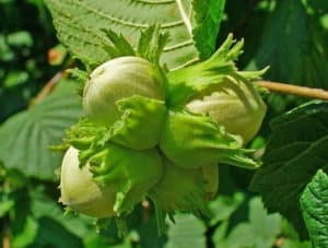 Výsadba, pěstování a péče o lískové ořechy na otevřeném poli, výběr a reprodukce odrůd