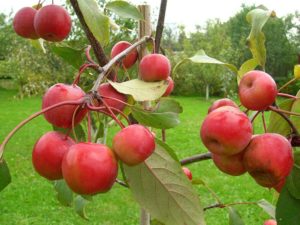 Beskrivning och kännetecken för olika Paradise-äpplen, plantering, odling och vård