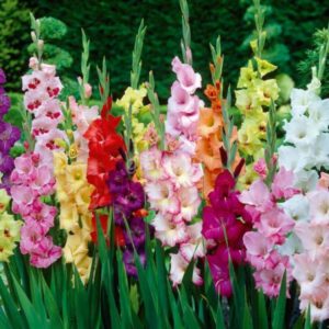 Kako razmnožavati gladiole sjemenkama, lukovicama i djecom, priprema za sadnju