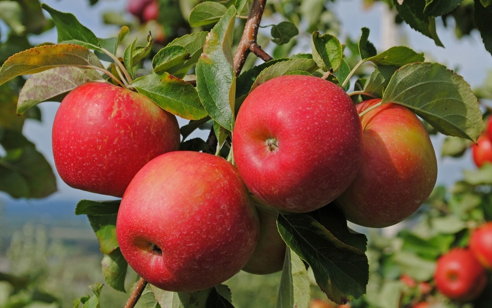 јабука Цортланд