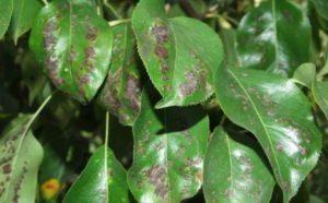 ¿Por qué las hojas de un peral se vuelven negras, qué hacer y cómo tratar, cómo lidiar con la enfermedad?