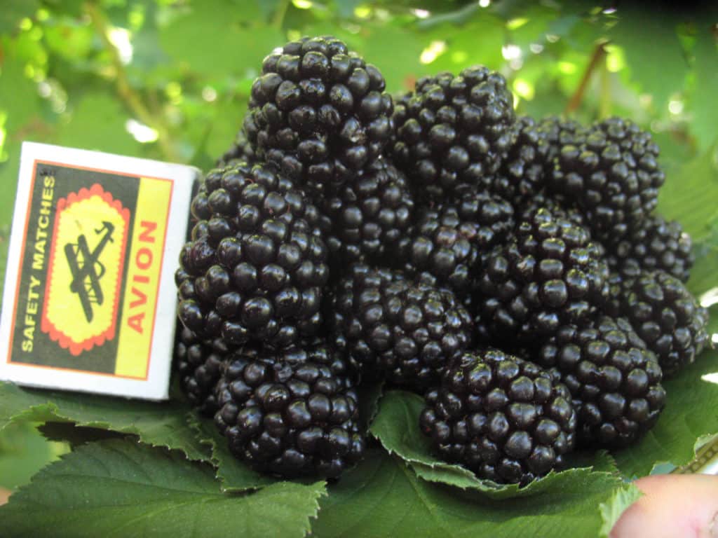 blackberry sort Vann