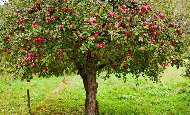 Uralets jabloň