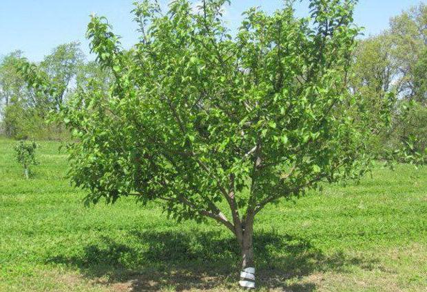 äppelträd Bashkir skönhet