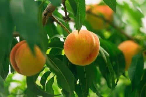 augantis persikas iš sėklos