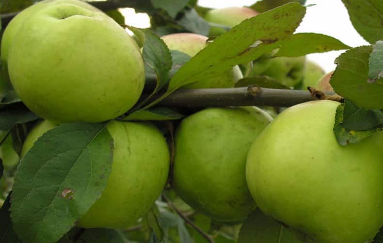 äppelträd bratchud