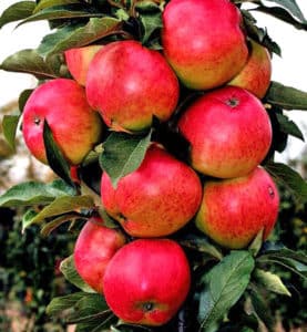 Popis a charakteristika stĺpcového jablka Moskva náhrdelník, jemnosti kultivácie