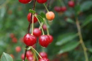 Opis a charakteristika čerešňových odrôd Sudarushka, výsadba a starostlivosť o rastliny
