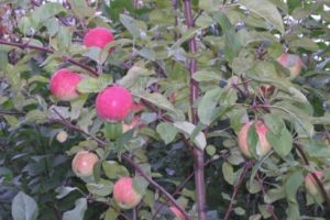 รายละเอียดและลักษณะข้อดีและข้อเสียของพันธุ์แอปเปิ้ลในตำนานรายละเอียดปลีกย่อยของการเติบโต