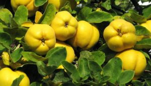 Come piantare e prendersi cura delle mele cotogne in pieno campo, metodi di allevamento e controllo di parassiti e malattie