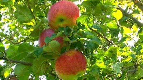 ต้นแอปเปิ้ล aport