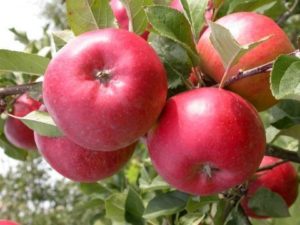 Ligol obelų aprašymas, savybės ir veisimosi istorija, auginimo taisyklės