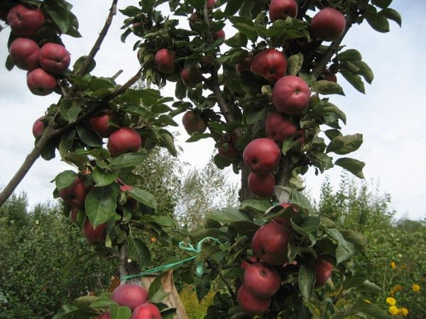 Äppelträd för valuta