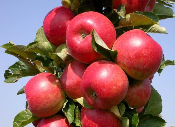 výsadba jabloní na predmestiach