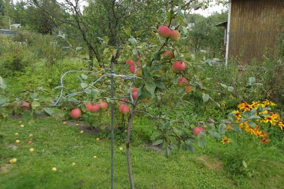 стабло јабука слабо расте