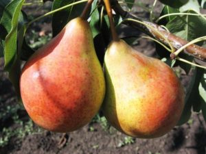 Beskrivning och egenskaper hos Moskvichka-päronsorten, plantering och skötsel