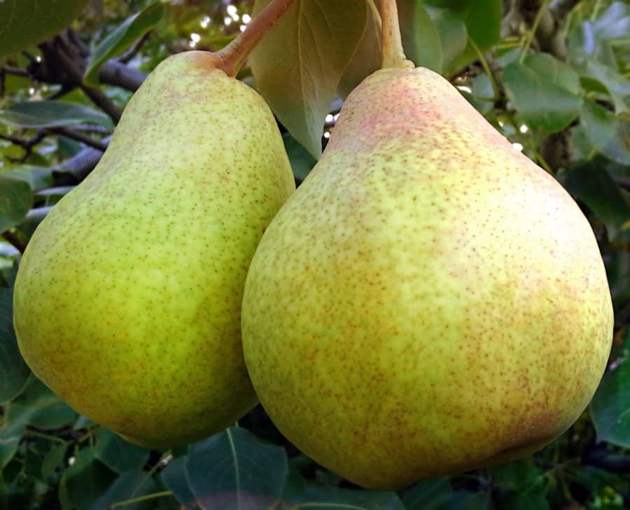 Fairy pear