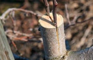 Hoe en wanneer is het voor beginners beter om een ​​peer met verse stekken stap voor stap te planten