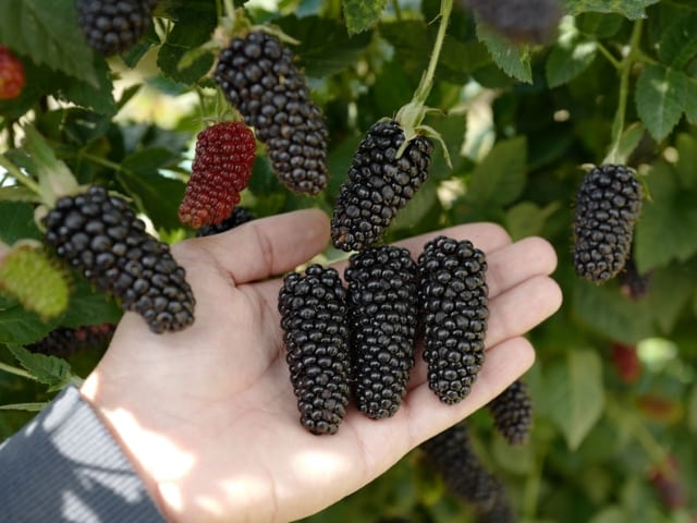 blackberry karaka svart