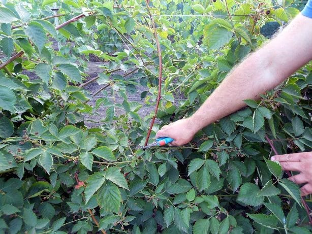 pruning blackberries