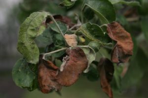 Što učiniti ako lišće stabla jabuke posuši i kako je liječiti, uzroke i prevenciju
