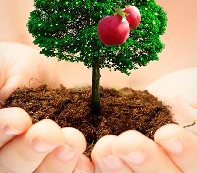 plantera ett äppelträd