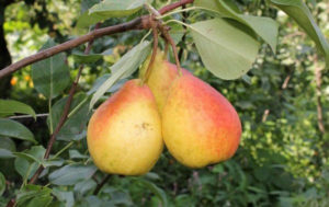 Beskrivning och egenskaper av päronvariationer Severyanka, odlingstyper och regler