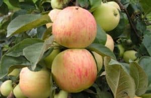 Popis a charakteristika odrůdy jablek Yubilyar, pěstování, pěstování a péče