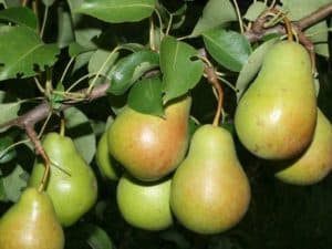 Descripción de las mejores variedades de peras para la región de Moscú, autofértiles, de tamaño insuficiente y resistentes a enfermedades.