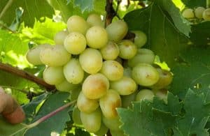 Bogatyanovsky vynuogių veislės aprašymas ir savybės, pranašumai ir trūkumai, auginimo taisyklės