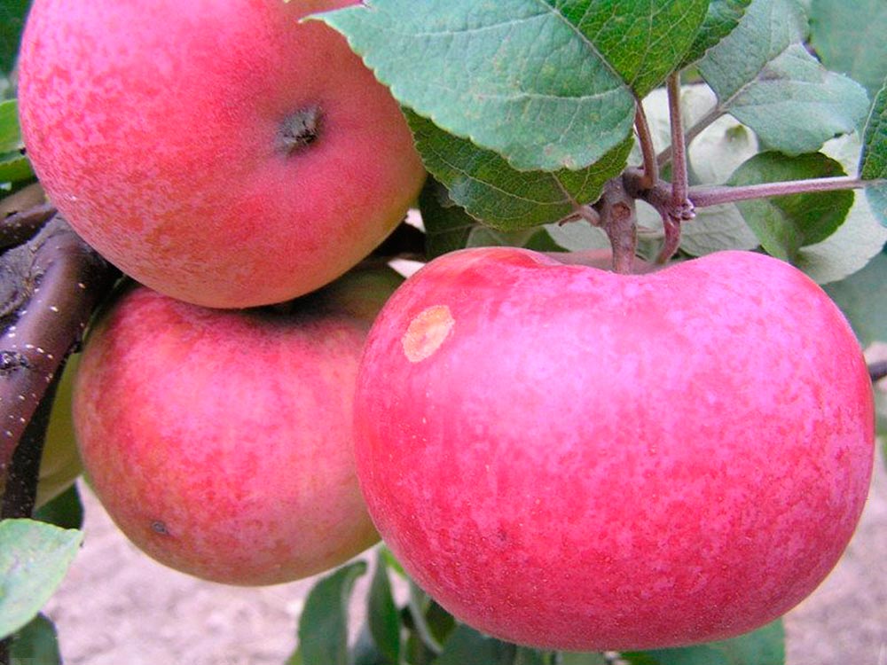аркаде јабука