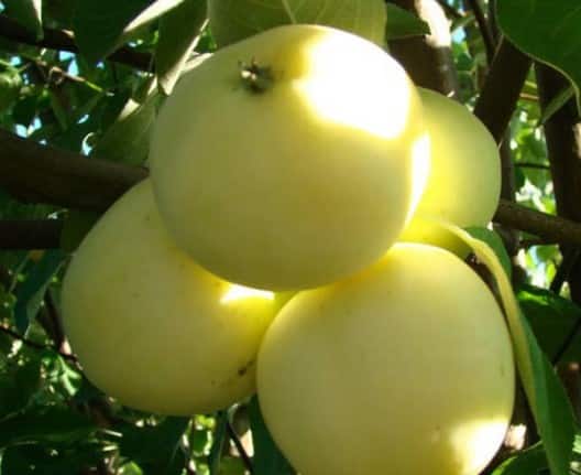 Halv-dvärg äppelträd