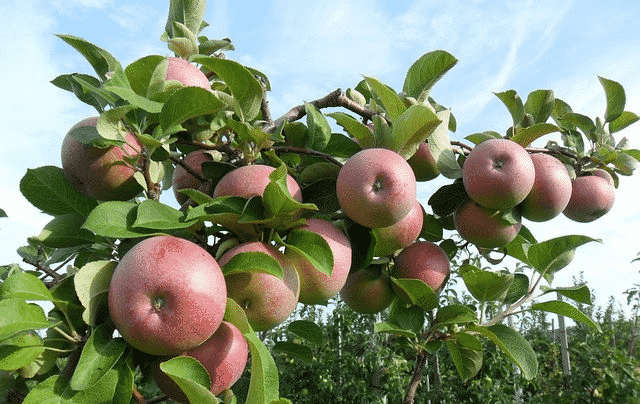 äppleträdet sparas
