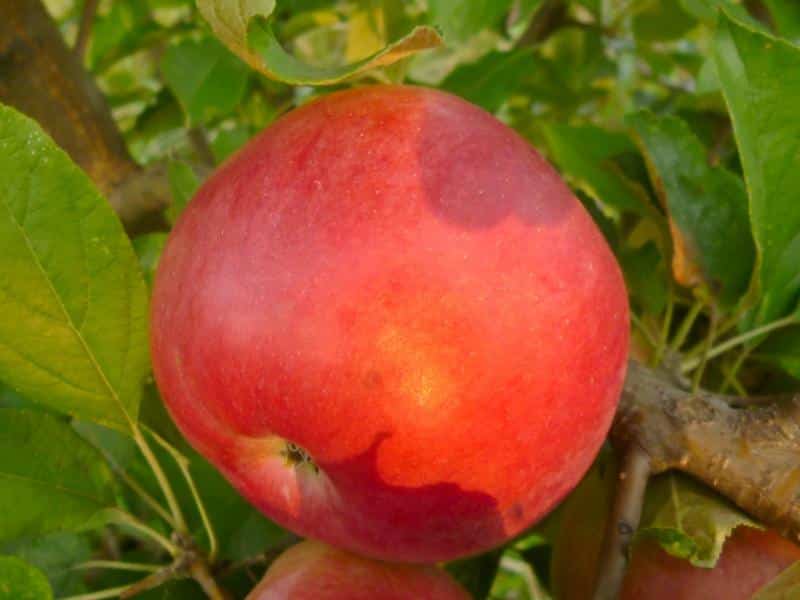 jablka idared
